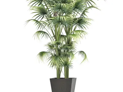 Plants Collection 191 Sabal Minor 3D model