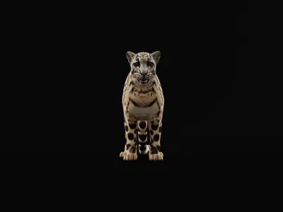 Clouded Leopard Wild Cat 3D model