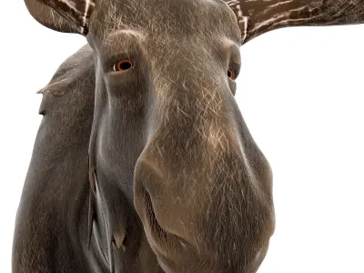 Moose cartoon rigged 3D model