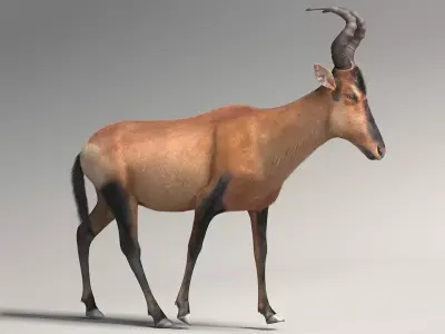 RED HARTEBEEST 3D model