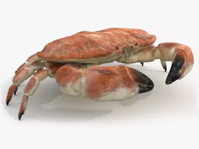 Crab Edible Brown Rigged 8K PBR Textures Low-poly 3D model