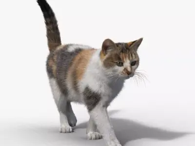 Calico Cat 01 Animated VFX Grace 3D model