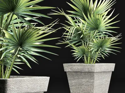 Plants Collection 189 Sabal Minor 3D model