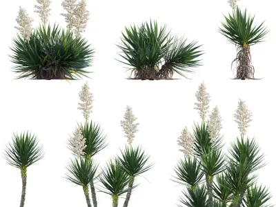 Yucca aloifolia - Spanish bayonet - Aloe yucca Low-poly 3D model