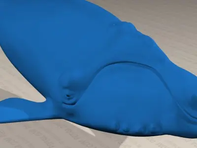 Northern Right Whale - Eubalaena Glacialis - Adult Male -  3D model