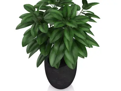 Plant in Black Pot 3D model