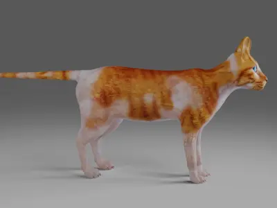 Calico Cat NO Rigged  V2 in Blender Low-poly 3D model