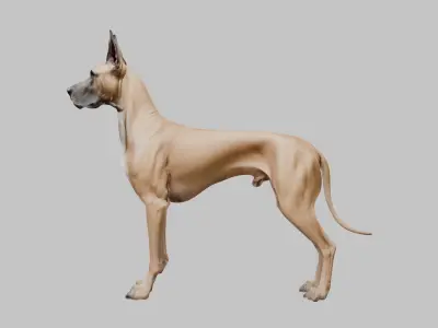 A majestic Great Dane Low-poly 3D model