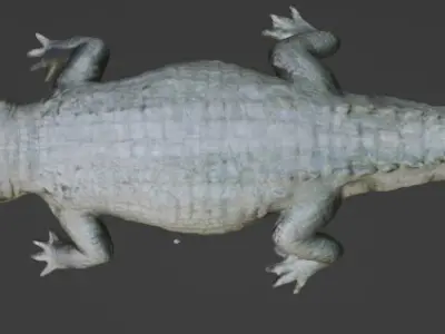 Crocodile 3D Model 3D model buy