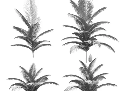 Palm trees - 4 models Low-poly 3D model