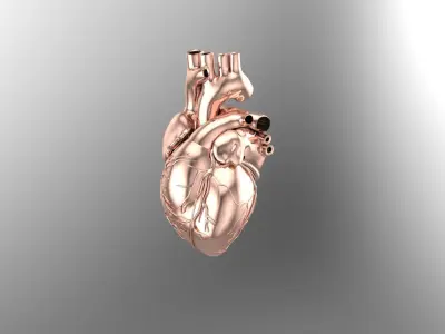 Heart 3D print model