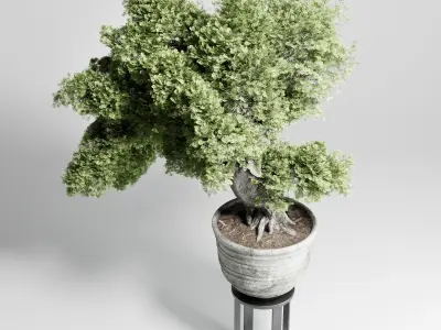 Bonasi Tree in a concrete vase set indoor plant 411 Low-poly 3D model