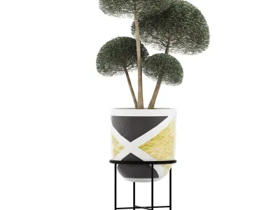 Plants Collection 128 Bush Ligustrum 3D model