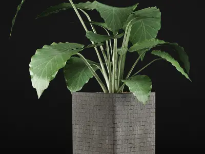 Plants Collection 55 3D model