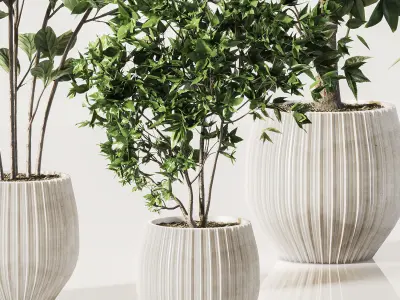  IndoorSetPlant058 3D model