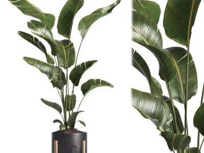 indoor plant 043 3D model