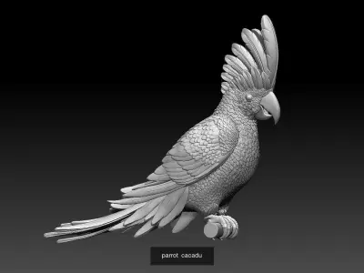 parrots 3D Model Collection