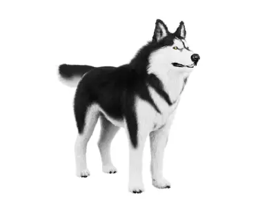 Siberian Husky Rigged Dog 3D Model Low-poly 3D model
