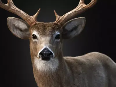 Deer Animal Low-poly 3D model