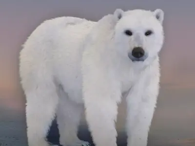 Polar Bear 3D model