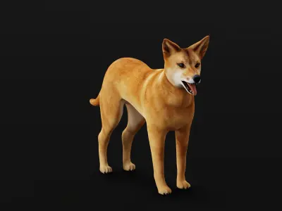 Dingo Dog Low-poly 3D model