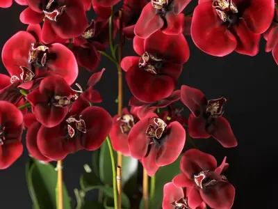 Orchid 12 3D model