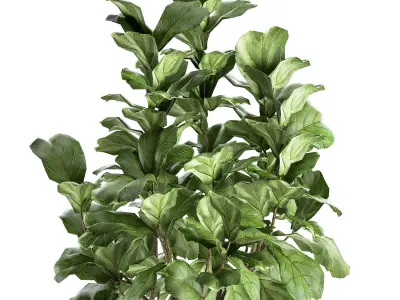 Ficus lyrata in a pot for the interior 853 3D model