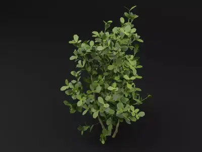 Buxus Sempervirens Shrub Plant 3D model