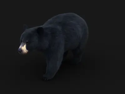 Black Bear ANIMATED Xgen core 3D model