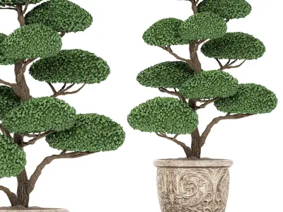 Topiar tree in classic flowerpots for parks and garden 500 3D model