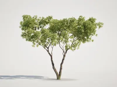 Tree Set 01 - UE5 and Others Low-poly 3D model