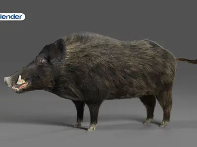 Fur Wild Boar Rigged in Blender Low-poly 3D model