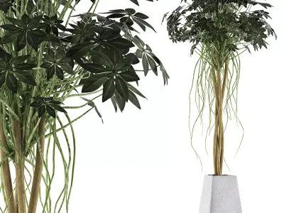 Plants Collection 66 3D model
