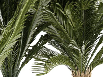 Set of plants in white pots for outdoors Cycas 1426 3D model