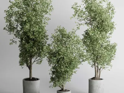 indoor plant 433 plant tree vase dirty concrete 3D model