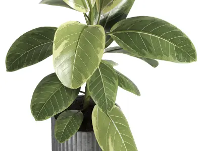 indoor plant 039 3D model