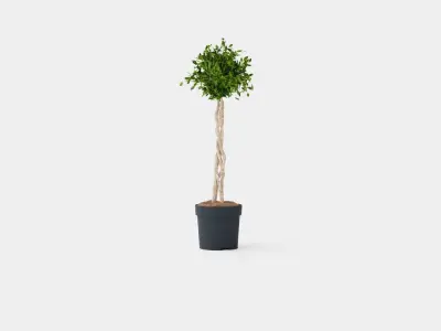 Ficus Nitida braided stem Low-poly 3D model