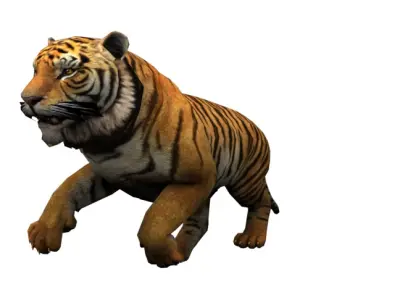 Animated Rigged Tiger  3D model