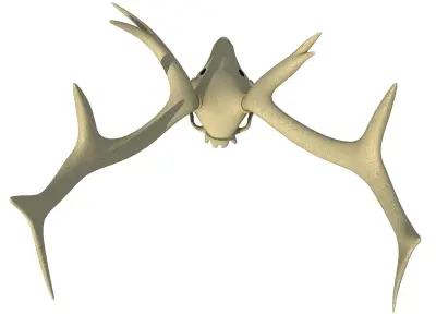 Deer Skull 3D model