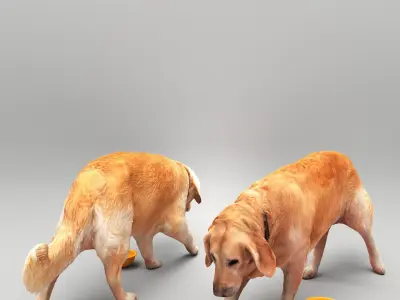 Golden retriever dog 33 Low-poly 3D model