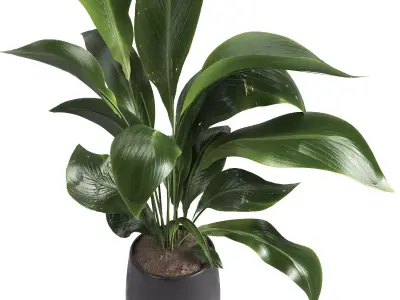 indoor plant 054 3D model