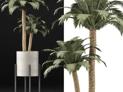 Plants Collection 134 Beach Palm 3D model
