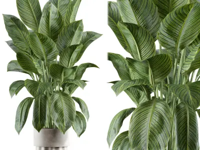 indoor plant 315 3D model