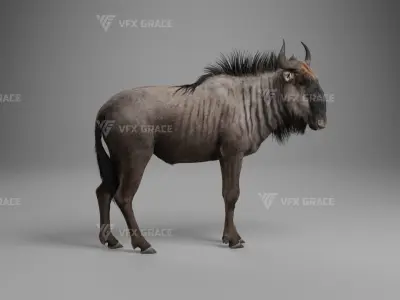 Connochaetes Animation - VFX Grace Blender 3D model