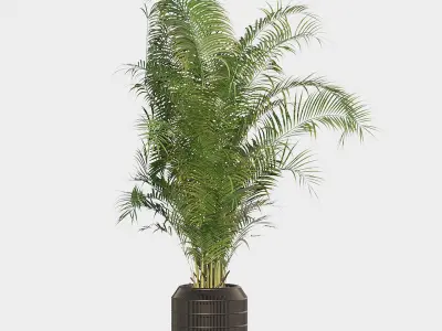 Areca Palm Pack 1 3D model