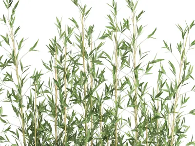 Bamboo bush for the interior in a black flowerpot 583 3D model