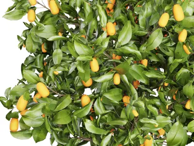 Lemon Tree Collection 3D model