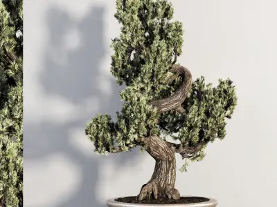 Bonsai plant-02 3D model