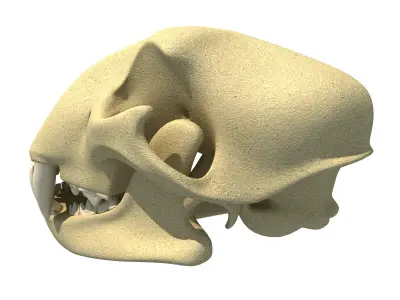 Cheetah Skull - Animal Skull 3D model