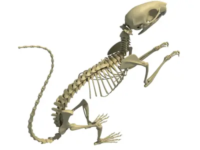 Squirrel Skeleton 3D model